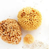 Natural Sea Sponge