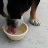 Collapsible Silicone Dog Bowl